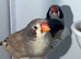 2 pairs of zebra finches