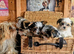GENUINE BIEWER TERRIER PUPPIES AVAILABLE.