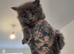 Maine coon kittens