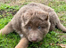 Stunning German shepherds from 5star breeder