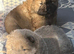 3 gorgeous pups for sale 2x boy & 1x girl
