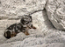 Miniature dachshund