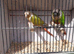 Pineapple / Green Cheek Breeding Pair