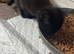 Three female kittens one black brindle and to tabby’s