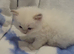 GCCF blue and lilac point and mitted ragdoll boys