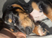 Miniature dachshund