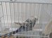 Would like to bird share (will pay monthly)