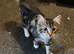 Κittens for sale