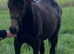 lovely two-year-old Gelding Connamara to make 14.2 ish