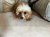 Cavapoo girl