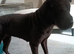 Black KC reg sharpei