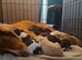 3 Gorgeous working cocker spaniel puppies Ready to leave now