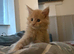 Stunning Purebred Maine Coon Boy Cream/red