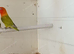 dilute, split opaline Fischers Lovebird