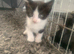 Gorgeous kittens for sale READY NOW