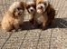 Beautiful cavapoo pups ready to leave