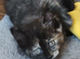 Ragdoll x kittens