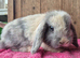 Blue/fawn harlie mini lop doe.