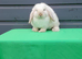 Beautiful mini lop bunny ready now
