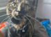 Lilly-May tortoishell cat