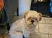 Could you love this beautiful boy?