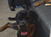 STUNNING LARGE ROTTWEILER PUPPIES - 5 GIRLS & 3 BOYS