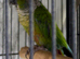 Baby green cheek conure