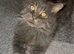 TICA ACTIVE CHAMPION MALE STUD