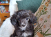 Papillon x toy poodle v small
