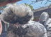 2 Polish Bantam Hens