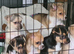 Chihuahua X Girl puppy (last girl left)