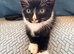 1 male 1 female kittens