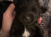 Small mixed breed puppies
