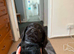 Cocker spaniel puppy's