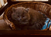 Female British longhaired