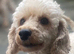 Toy Red Cavapoo puppies. 5* Council Reg&rsquo;d