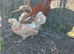 Pair of chamois polish