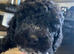 Beautiful Cockapoo puppies ready to go