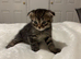 Scottish fold kitten