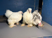 Pekin bantam trio