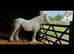 Ideal family pony