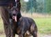 1 male Czech working Line Shepherds