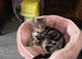 Bengal cross female