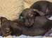 Lomg haired brindle female