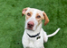 Young Lab x hound x pointer Mix