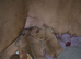 Dogue de Botdoaux puppies