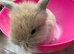 Lop bunnies for sale