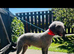 Bedlington terrier stud