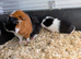 Beautiful young guinea pigs