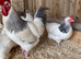 Light and coronation sussex hatching eggs